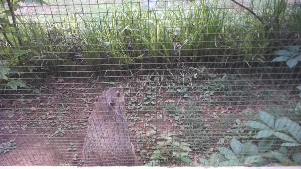 Groundhog Recon Image 1