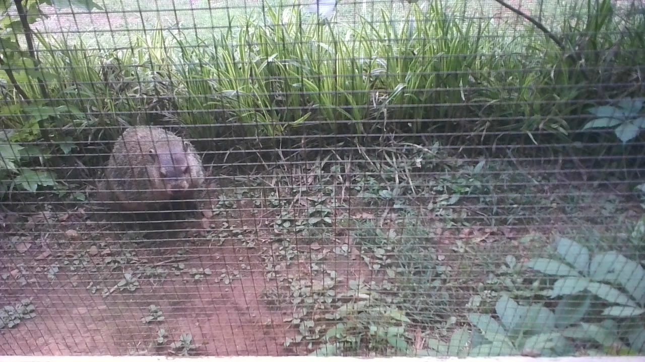 Groundhog Recon Image 2